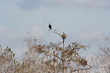 black vulture