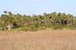 everglades