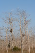 everglades