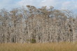 everglades