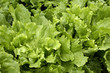salade au marché