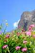 Foto: Wildblüten auf Berwiese in den Alpen, Piemont, Seealpen Wildblüten auf Berwiese in den Alpen, Piemont, Seealpen