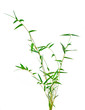 Bamboo