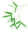 bamboo