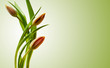 Tulipany – minimalistyczne piękno natury
