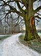 Photo: Snowed road under and old oak tree Snowed road under and old oak tree