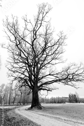 Photo: First snow and hoarfrost in December First snow and hoarfrost in December