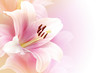 Pink lily background with copy space Pink lily background with copy space