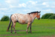 Appaloosa Horse