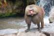 Foto: hamadryas baboon hamadryas baboon