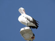 pelican parking 3