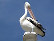 pelican parking 6