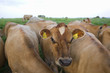 Close up of cows in field