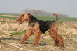 Petit soldat Welsh en marche