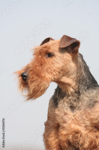 Photo: Les belles moustaches de Welsh terrier Les belles moustaches de Welsh terrier