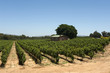 vineyard in South Africa