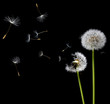 dandelions in the wind dandelions in the wind