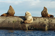 Three Wild Male Steller Sea Lions Three Wild Male Steller Sea Lions