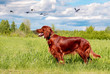 Hunting dog