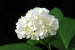hortensia