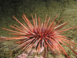 Red Sea Urchin (Strongylocentrotus franciscanus) Red Sea Urchin (Strongylocentrotus franciscanus)