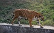 Royal Bengal Tiger