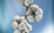cotton