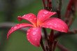 Frangipani (Plumeria)