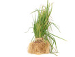 Onion Plants
