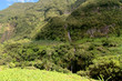 Plantations de chouchous et bananiers Plantations de chouchous et bananiers
