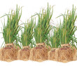 Many Onion Plants