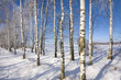 Frozen birch alley at winter adn deep blue sky