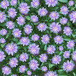 Passion flower seamless composable pattern