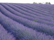 Lavendelfeld Lavendelfeld