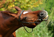 Horse and grass