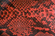 Foto: Snake Skin Leather Texture Snake Skin Leather Texture