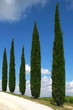 Zypresse Allee Wanderweg vor blauem Himmel,Toskana,Italien