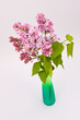 Purple lilac