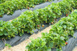Strawberry rows