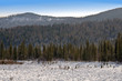 Mountains covered a fur-trees. Winter and blue sky.