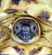Photo of a turtle close up
