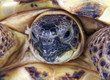 Photo of a turtle close up