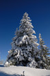 Photo : schneebaum Tanne schneebaum Tanne