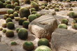 Kaktusy
