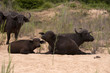 Buffalo bull