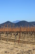 Vignoble en hiver