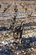 Vignes en hiver
