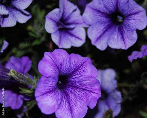 Photo: Purple Million Bells Purple Million Bells