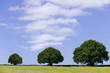 Three ascending trees in field