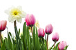 Tulips and daffodils on white background